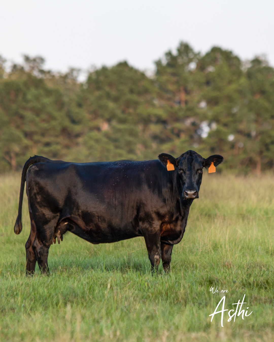 Why you should drink bone broth FOR the planet (and your health)