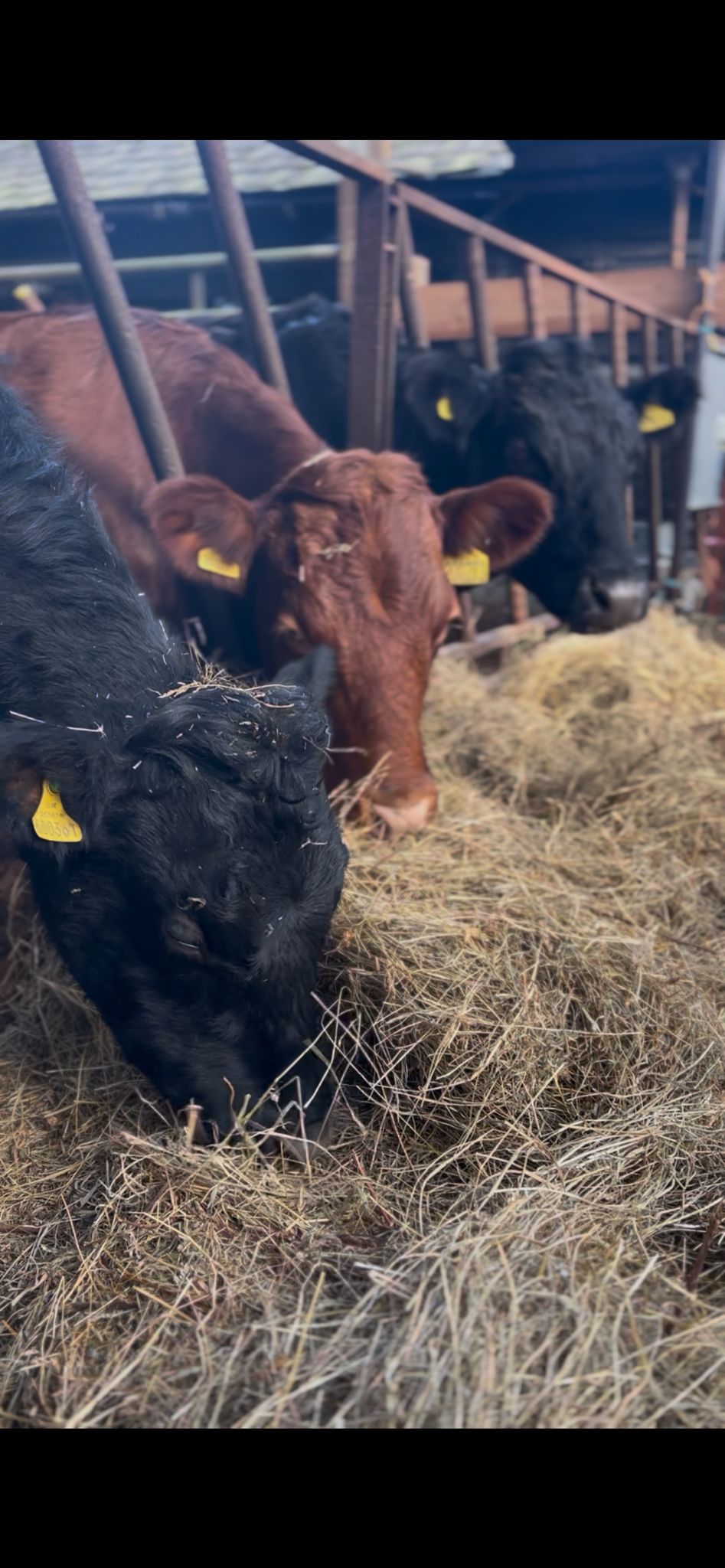 Why I'm not fussed about organic